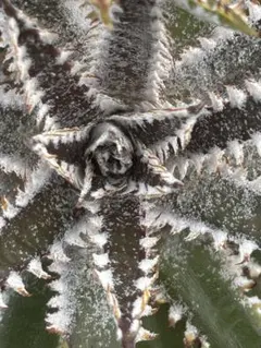 2026年最新】dyckia bigの人気アイテム - メルカリ