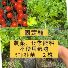 トマト苗 ステラミニトマト苗 2株 野菜苗 固定種 栽培資料付 - メルカリ