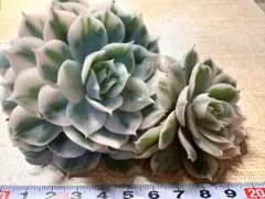 2026年最新】抜き苗の人気アイテム - メルカリ