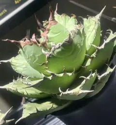 2026年最新】アガベ牛魔王の人気アイテム - メルカリ