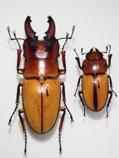 2026年最新】ノコギリクワガタ 標本の人気アイテム - メルカリ