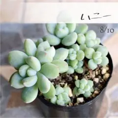多肉植物【ハニー】エケベリア ポットごと or 抜き苗 6㎝ポットのサムネイル