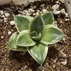 2025年最新】笹の雪 a型の人気アイテム - メルカリ