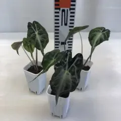 アロカシア 苗セット 複数種 - メルカリ