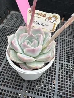 ヴィオラルーチェ札付きポットごとメルカリ便ファームパルクさん苗 ファームパルクさん苗 2点セット 墨こつめ さいりん 札、鉢付き - メルカリ