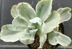 雪うさぎ様 リクエスト 4点 まとめ商品