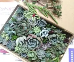 多肉植物　カット苗　七福美尼入り　詰め合わせ　小箱　メルカリ便　多肉弁当のサムネイル