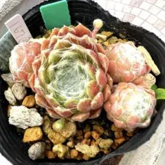 多肉植物　センペルビウム　パシフィックテディNo.28【桃】 多肉植物 センペルビウム パシフィックテディNo.28【桃】 - メルカリ