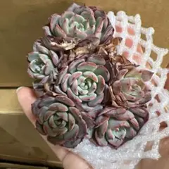 KOS's様 リクエスト 2点 まとめ商品