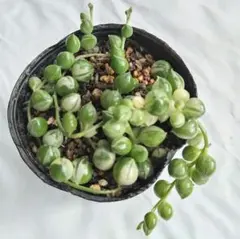 多肉植物＊斑入りグリーンネックレス＊抜き苗発送