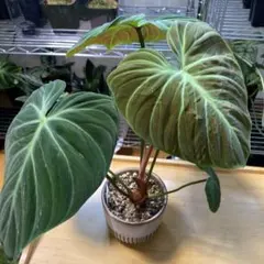 Homalomena sp. 