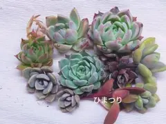 寄せ植え　カット苗　多肉植物　寄せ植えセット　詰め合わせ