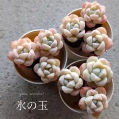 プロフ必読ꕤ*.@tomo様 リクエスト 2点 まとめ商品