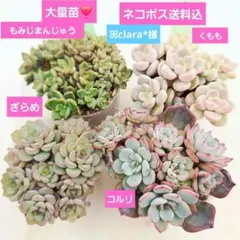 ꕤclara*様 リクエスト 3点 まとめ商品