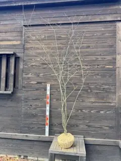 ヤマモミジ/山採り天然木【現品発送】管理70761 ヤマモミジ/山採り天然木【現品発送】管理70761 ヤマモミジ/山採り天然