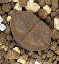 ちぃ様 リクエスト 2点 まとめ商品