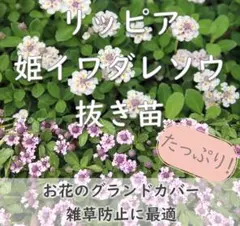 2026年最新】ヒメイワダレソウの人気アイテム - メルカリ