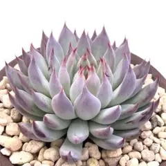 ❤️専用出品❤️おらいさん苗　ミックスベリア　　　　❤️青鬼❤️抜き苗　札なし メルカリ便］ミックスベリア『青鬼』②札なし おらいさん苗】青