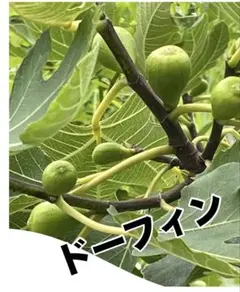 146 いちじく ドーフィン苗のサムネイル
