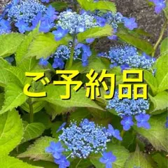 マヤ様 リクエスト 2点 まとめ商品