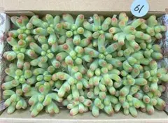 61 多肉植物　多肉弁当　詰め合わせ　寄せ植え　セット　カット苗　乙女心　セダム