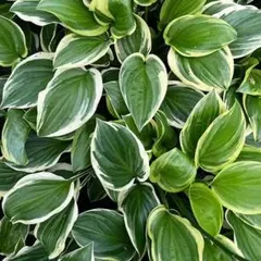 ❀ホスタ❀ソースウィート❀大苗❀白花種❀正規品タグ付き❀のサムネイル