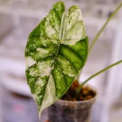 2025年最新】アロカシアドラゴンスケールの人気アイテム - メルカリ