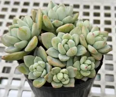 Eternal Heart様 リクエスト 3点 まとめ商品