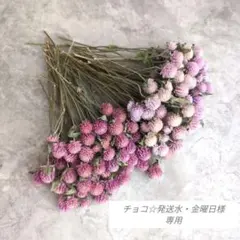 チョコ☆発送水・金曜日様専用　ドライフラワー　千日紅　ピンク　２色セット