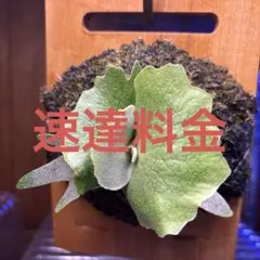 goul4711様 リクエスト 2点 まとめ商品