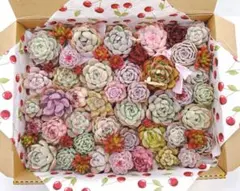 【売り切りセール】多肉植物 詰め合わせ