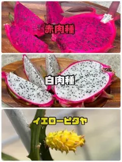 訳あり安心♪新鮮♪❤️ 樹実り完熟レッドドラゴンフルーツクール便 安心♪新鮮❤️ 樹実り完熟レッドドラゴンフルーツ - メルカリ