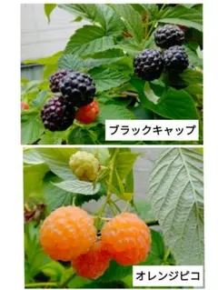 ラズベリー【 オレンジピコ】＆ブラックラズベリー【ブラックキャップ】セット