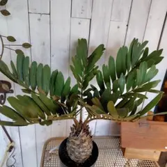 2025年最新】ソテツ ザミアの人気アイテム - メルカリ