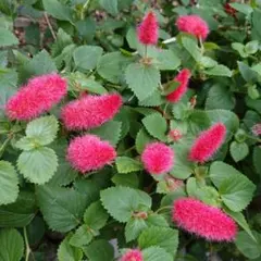 ピンクネコヤナギ 発芽苗 もふもふで可愛い猫柳 切り花 茶花 挿し木
