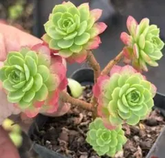 な*ち様 No.f41新入荷　紅衣姫　エケベリア　多肉植物　撮影10月22日