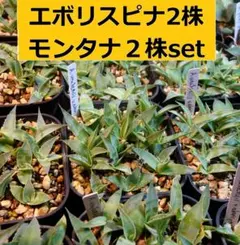 2026年最新】エボリスピナの人気アイテム - メルカリ
