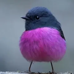 もも様専用