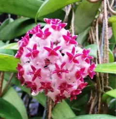 2025年最新】観葉植物 ホヤの人気アイテム - メルカリ