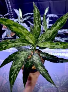 ◆RGL◆ 現物 現地便です アチェ産 ワイルド アグラオネマ ピクタム ◇RGL◇ 斑入り アチェ産 現地便です ワイルド アグラオネマ