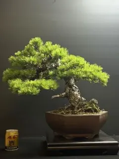 五葉松 盆栽 模様木 太幹 古木 天神 - メルカリ