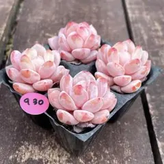 カリリン様 リクエスト 2点 まとめ商品