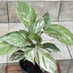 特別企画 セール Aglaonema アグラオネマ トリカラー KT ① - メルカリ
