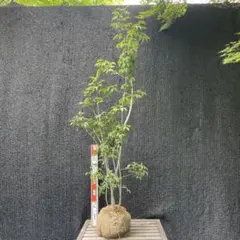 揺れる美枝。山採りコハウチワカエデ。 - メルカリ