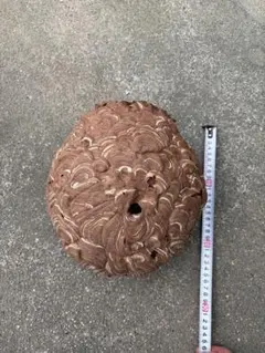 蜂の巣 特大 巨大 スズメバチの巣 直径約40cm天然物 オブジェ - メルカリ