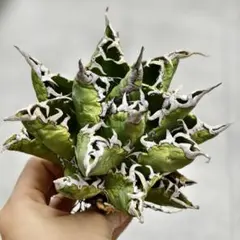 アガベ　白鯨　牡丹葉　大株 アガベ チタノタ 白鯨 「牡丹葉」 中株 ホワイトホエール