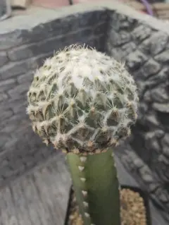 人気植物‼️ 野狐Opuntia pycnantha レア種 カット苗 大変可愛い
