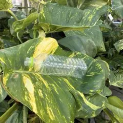巨大ポトス ハブカズラ カット苗 箱いっぱい 葉大きめのサムネイル