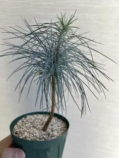 Cozgoblin様 リクエスト 2点 まとめ商品