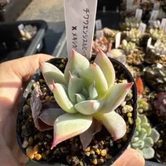 2025年最新】メキシカンジャイアントの人気アイテム - メルカリ